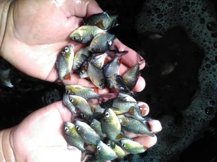 Bibit Ikan Bawal