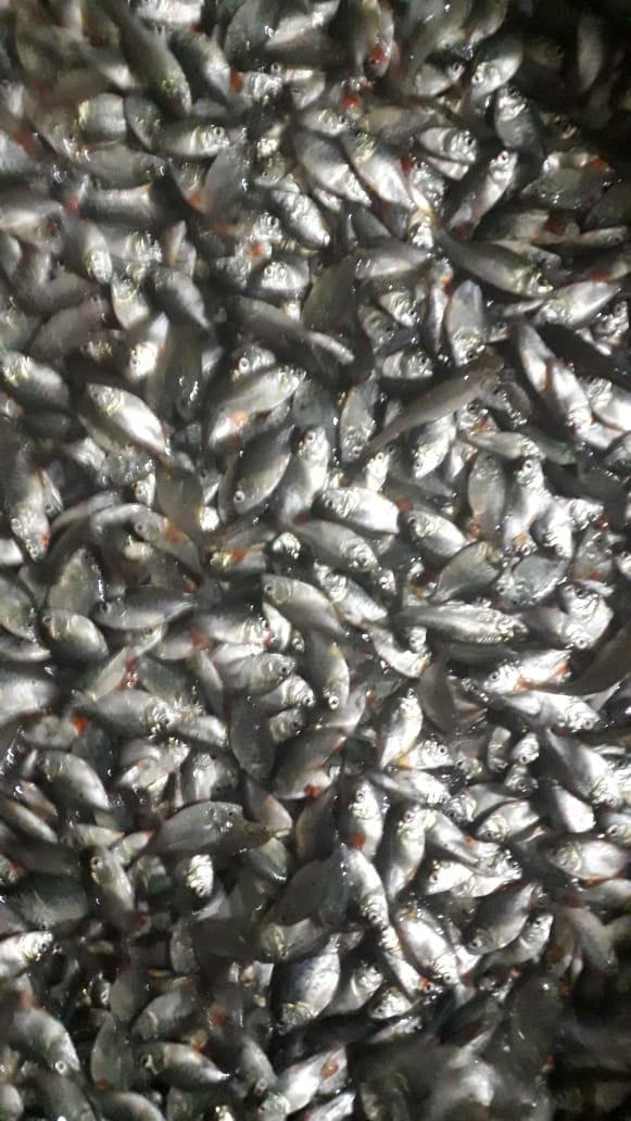 Bibit Ikan Bawal