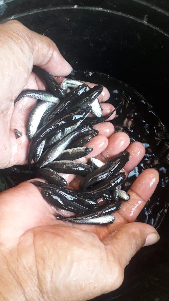 Bibit Ikan Gabus