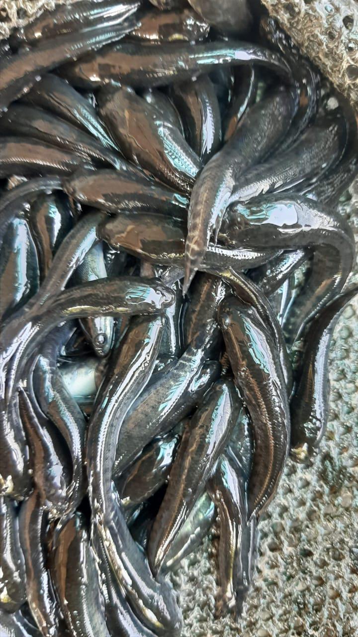 Bibit Ikan Gabus