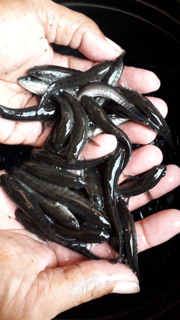 Bibit Ikan Gabus