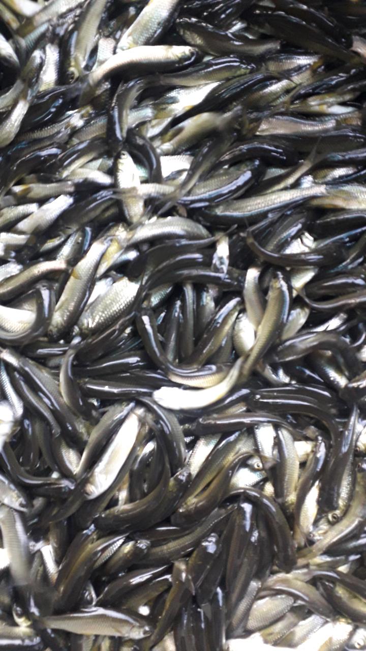 Bibit Ikan Graskap