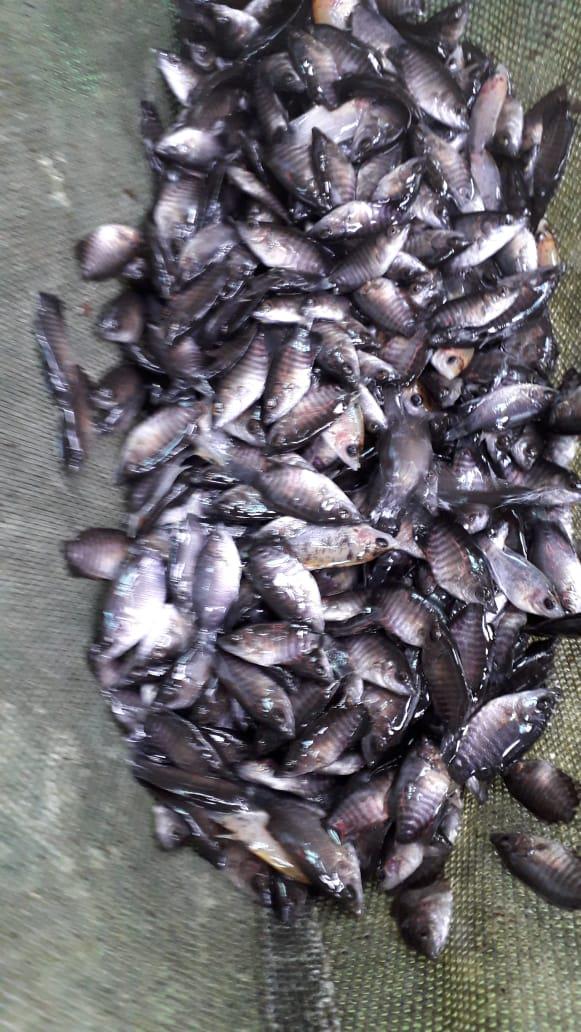 Bibit Ikan Gurami