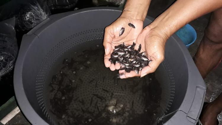 Bibit Ikan Gurami