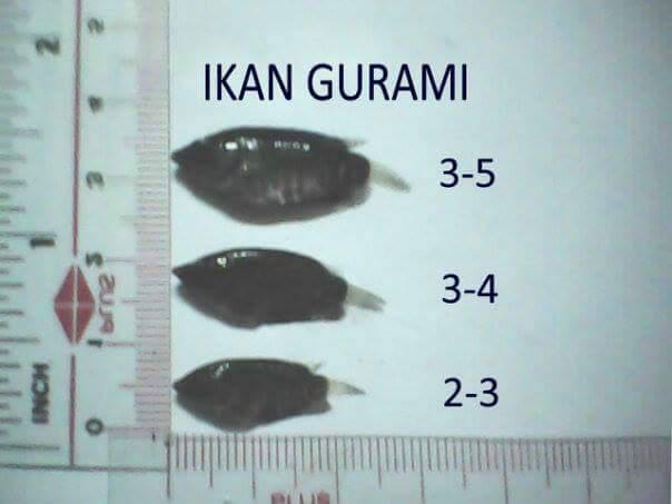 Bibit Ikan Gurami