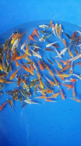 Bibit Ikan Koi