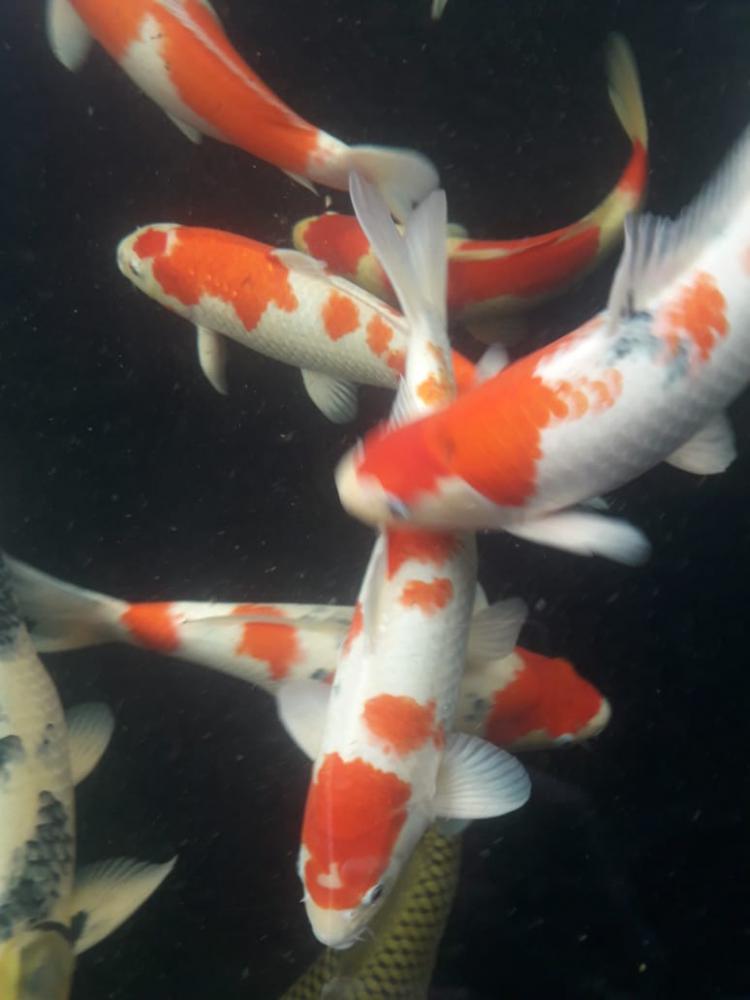 Bibit Ikan Koi