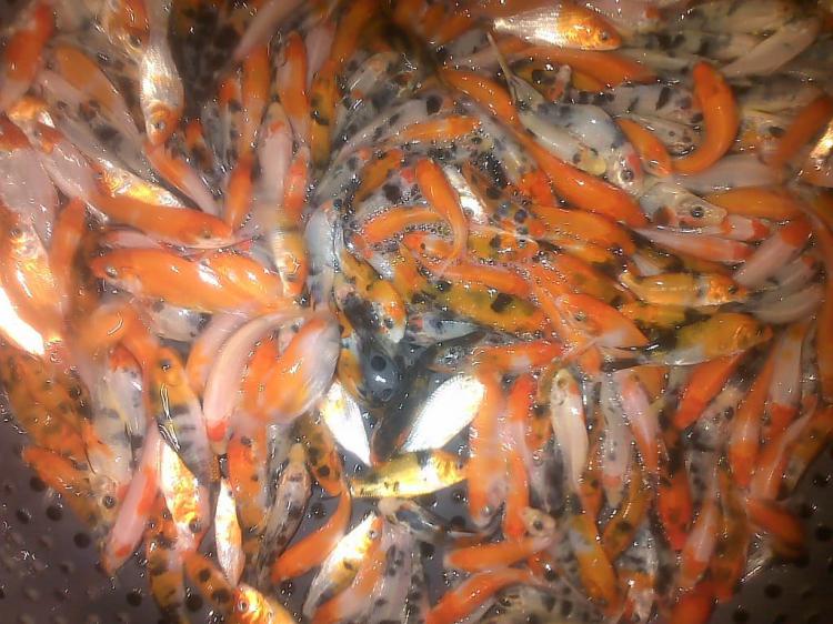 Bibit Ikan Koi