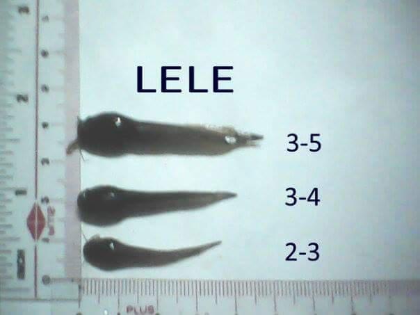 Bibit Ikan Lele