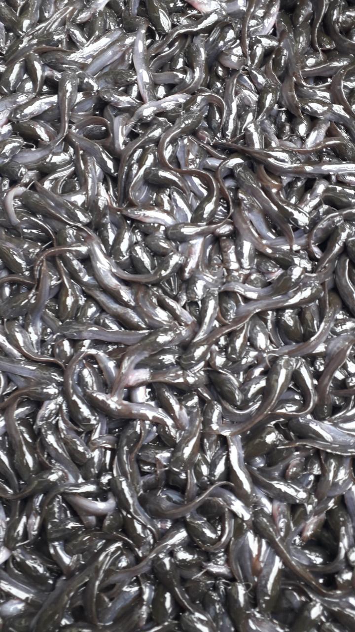 Bibit Ikan Lele