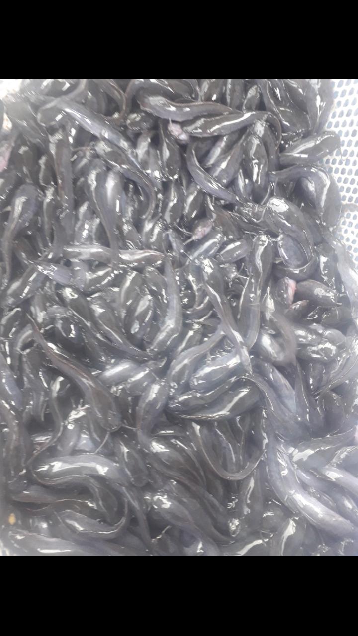 Bibit Ikan Lele