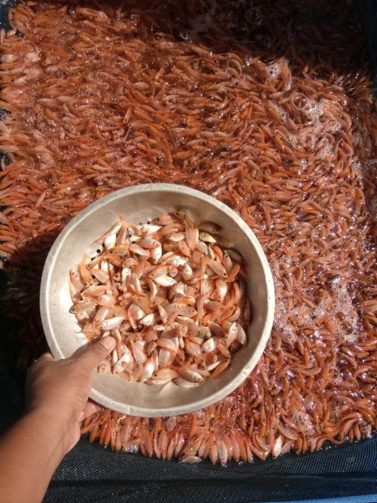 Bibit Ikan Nila
