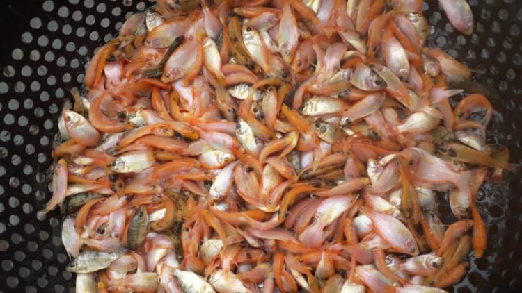 Bibit Ikan Nila