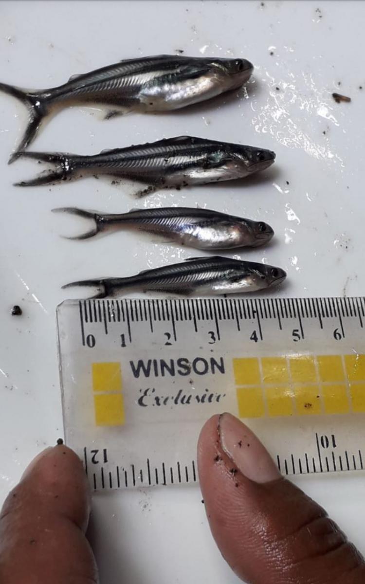 Bibit Ikan Patin