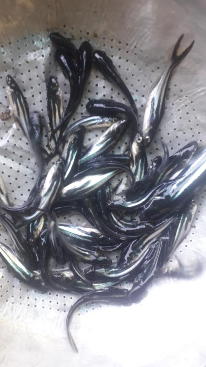 Bibit Ikan Patin