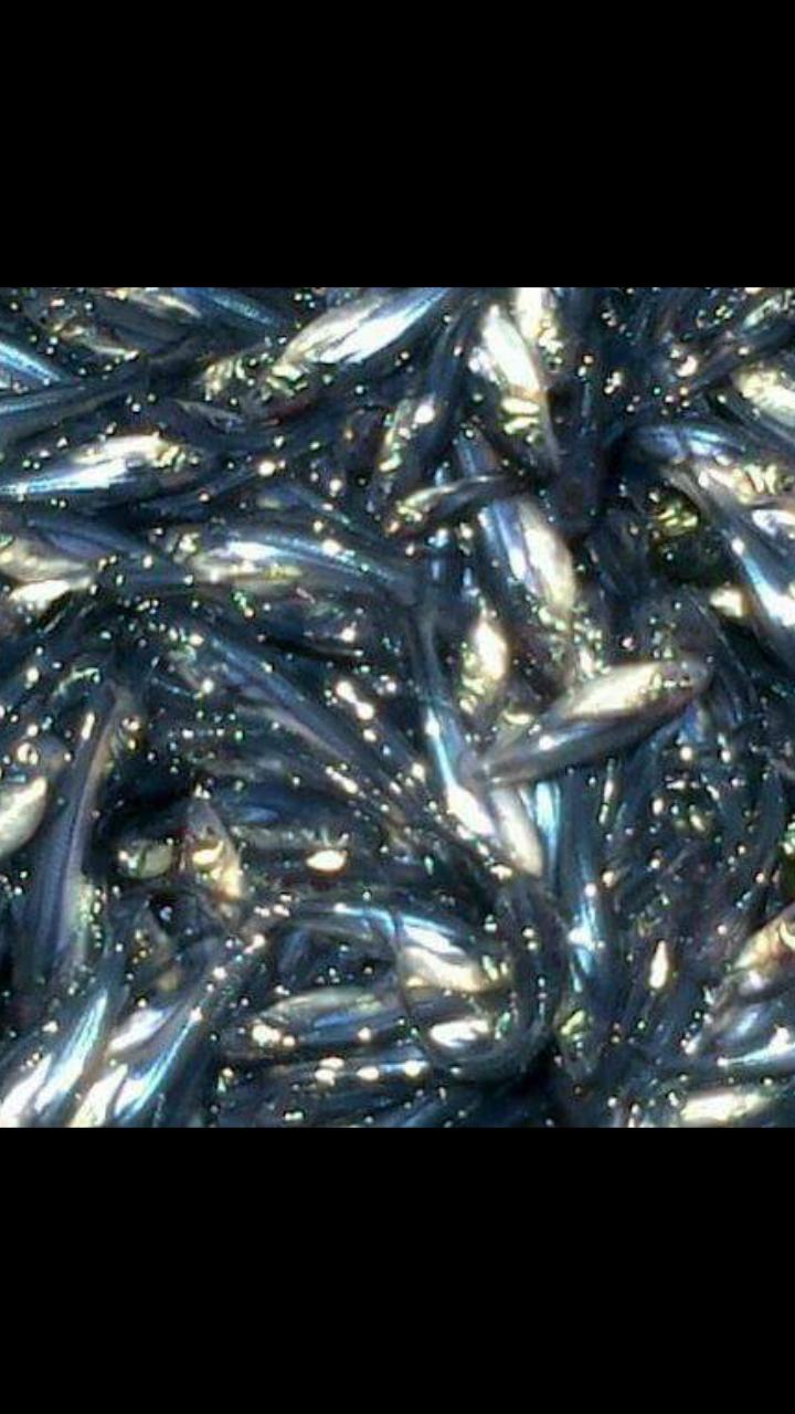 Bibit Ikan Patin
