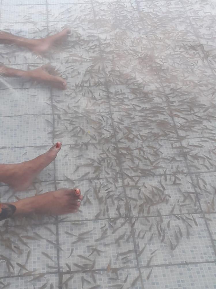 Bibit Ikan Terapi