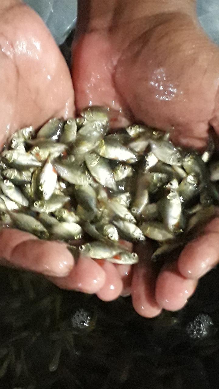 Bibit Ikan Bawal