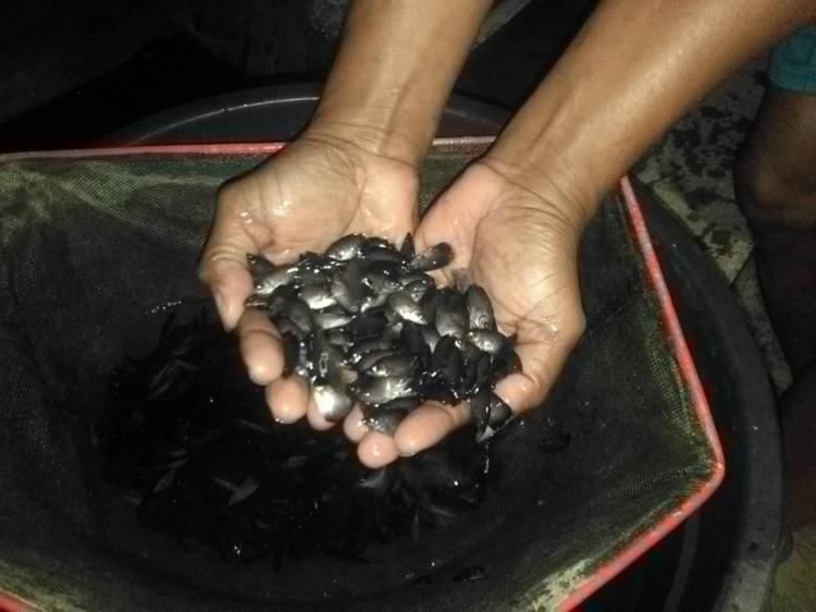 Bibit Ikan Gurami