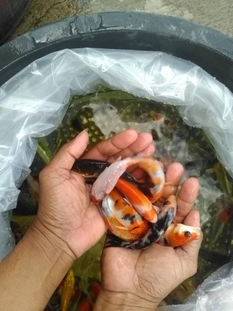 Bibit Ikan Koi