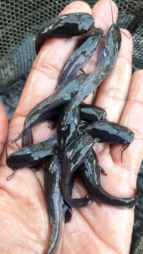 Bibit Ikan Lele