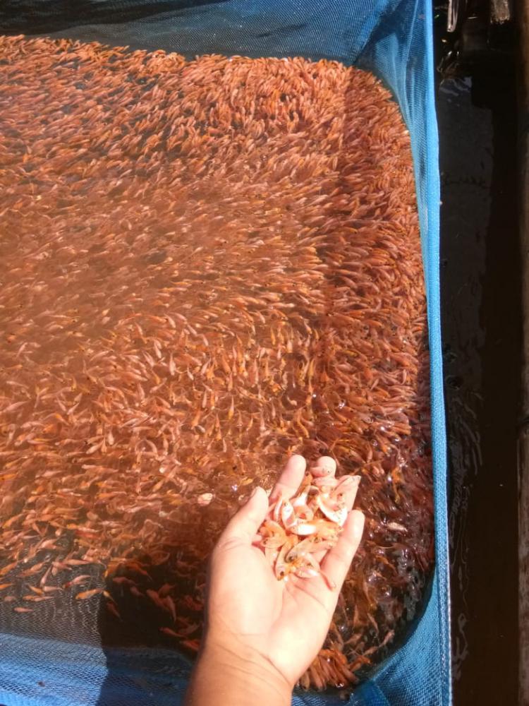 Bibit Ikan Nila