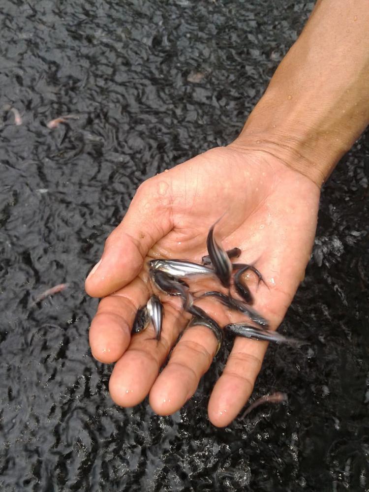 Bibit Ikan Patin
